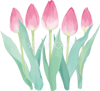 リアル綺麗チューリップイラスト(ピンクの咲く前の蕾が５本並ぶ)無料フリー83595