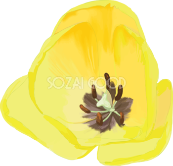 リアル綺麗チューリップイラスト(黄色い花の拡大雌しべ雄しべ)無料フリー83600