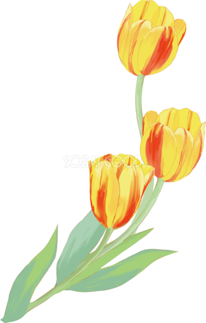 リアル綺麗チューリップイラスト 黄色の３輪の花が右上に向かい伸びる 無料フリー601 素材good