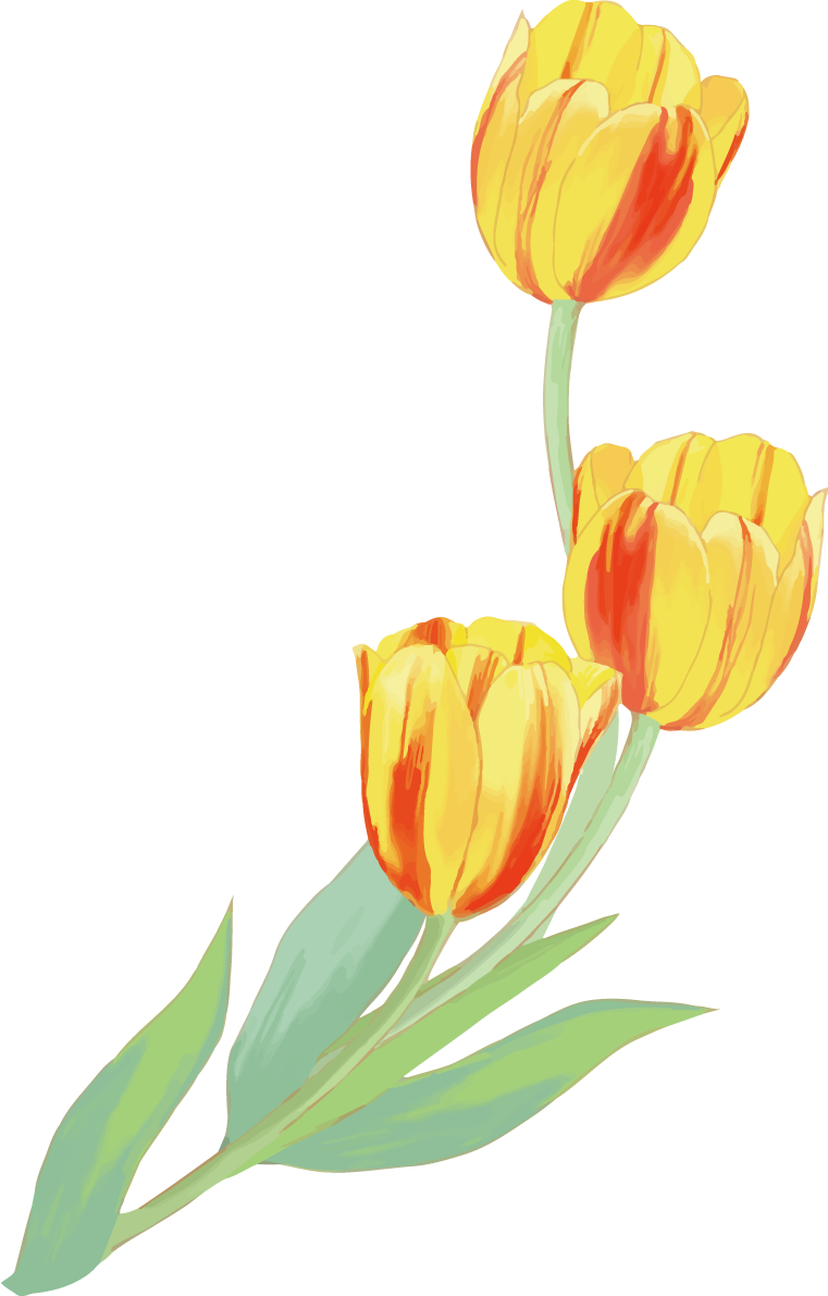 リアル綺麗チューリップイラスト(黄色の３輪の花が右上に向かい伸びる)無料フリー83601に写真・文字を入れる