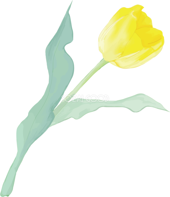 リアル綺麗チューリップイラスト 黄色の花が右に傾き咲く 無料フリー602 素材good