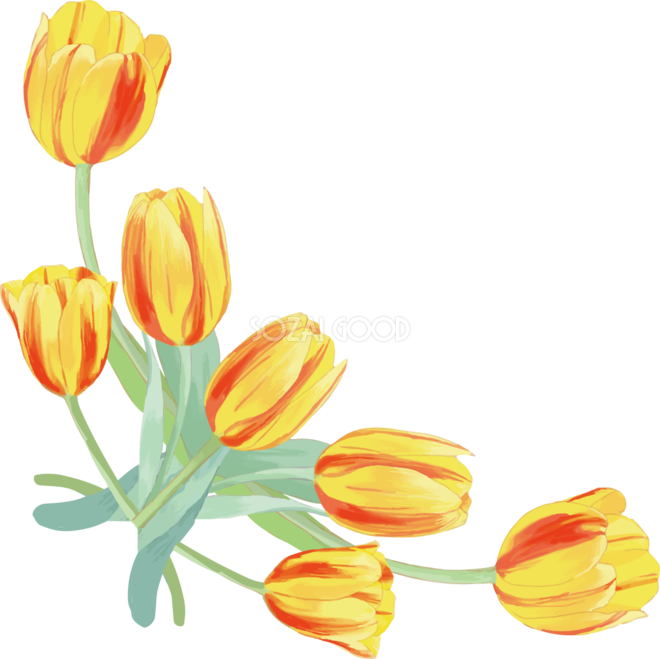 リアル綺麗チューリップイラスト 角飾り７輪の黄色い花 無料フリー604 素材good
