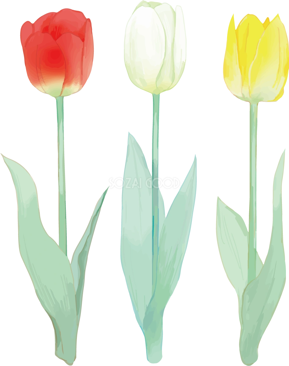 リアル綺麗チューリップイラスト(カラフルな３本の花 赤・白・黄色)無料フリー83605