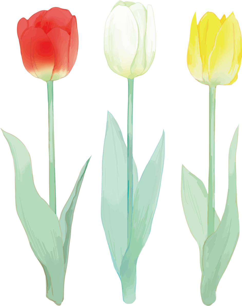 リアル綺麗チューリップイラスト(カラフルな３本の花 赤・白・黄色)無料フリー83605に写真・文字を入れる