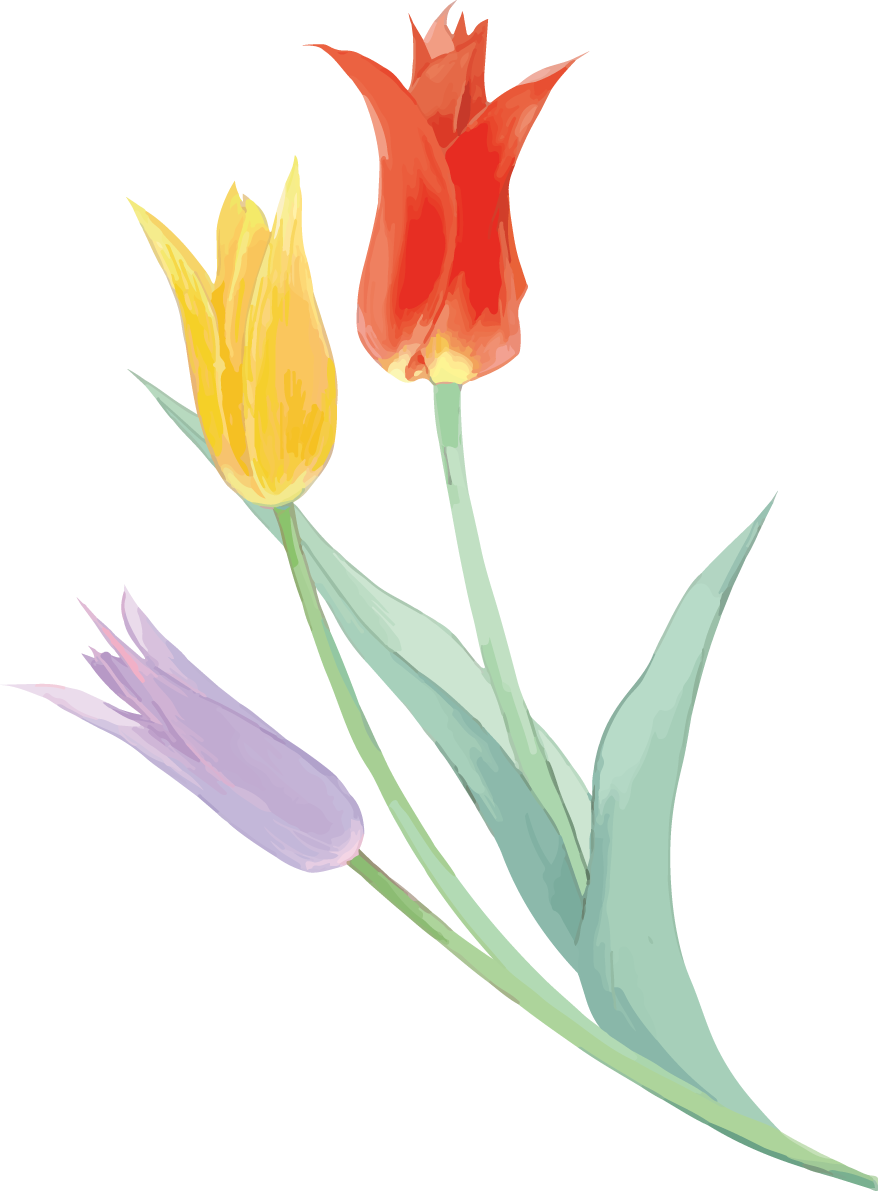 リアル綺麗チューリップイラスト(カラフルな紫・黄・赤の細めの花)無料フリー83606に写真・文字を入れる