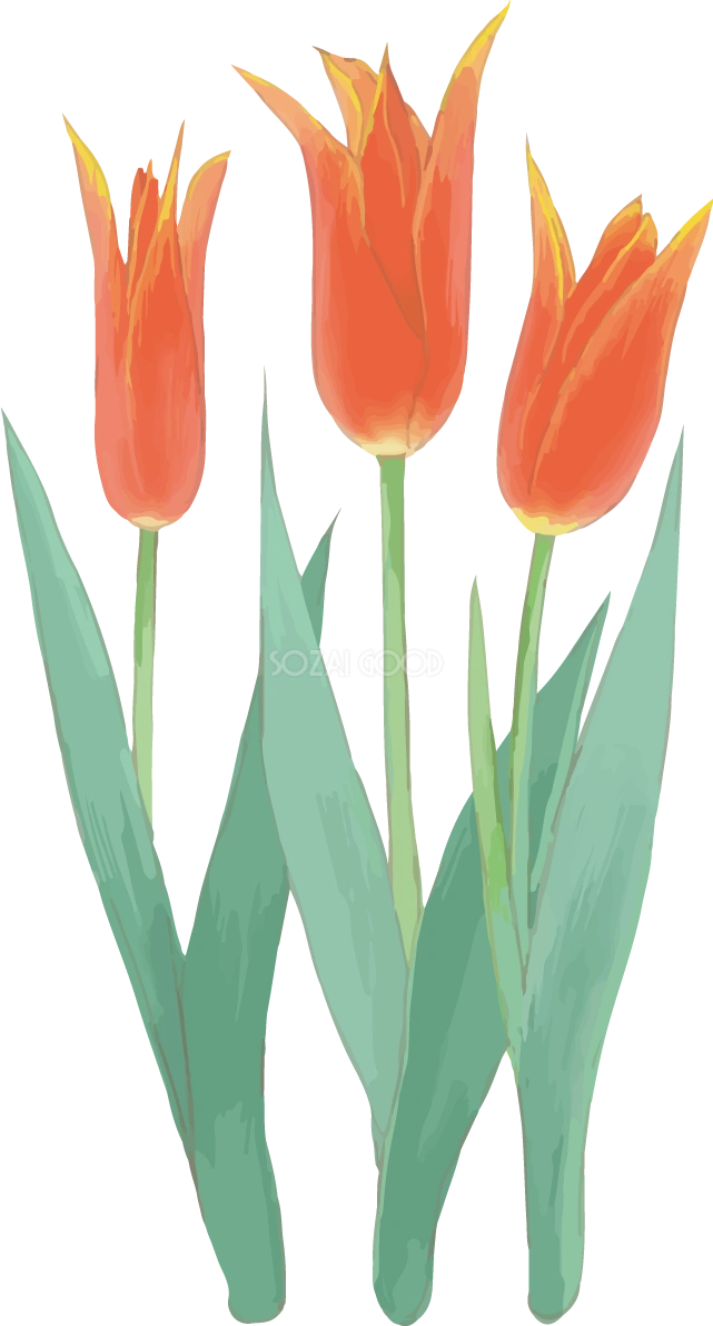 リアル綺麗チューリップイラスト(細めの赤色の３本の花)無料フリー83608