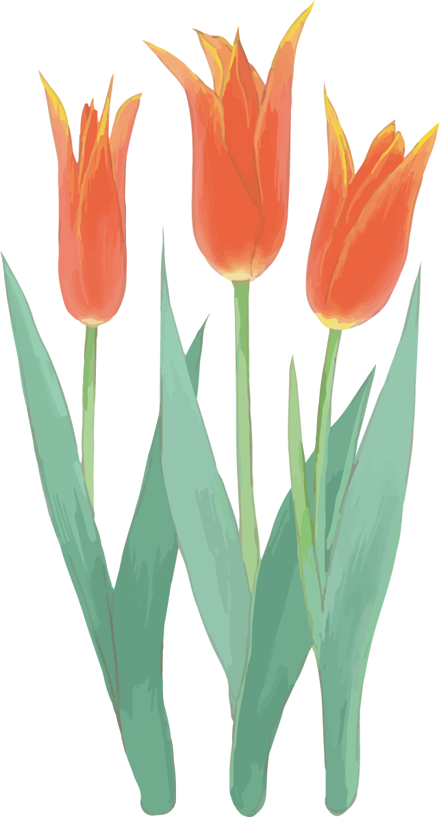 リアル綺麗チューリップイラスト(細めの赤色の３本の花)無料フリー83608に写真・文字を入れる