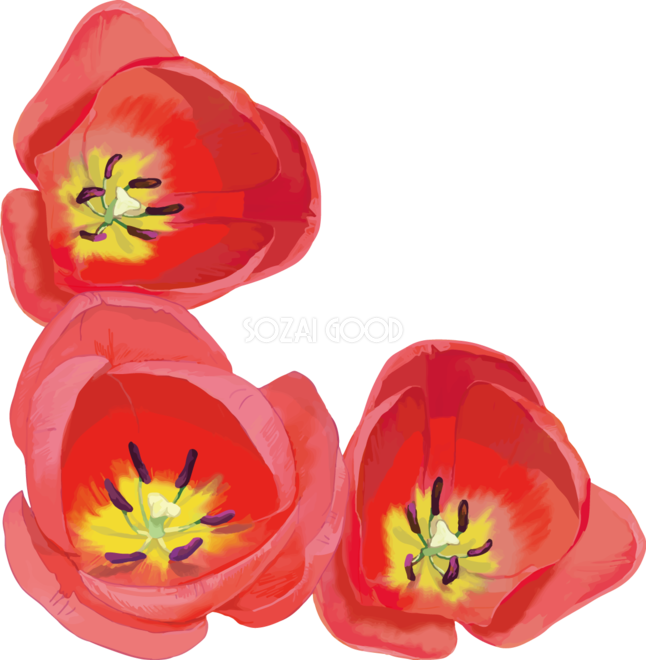 リアル綺麗チューリップイラスト 上から見た赤い花 無料フリー612 素材good