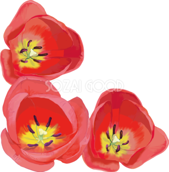 リアル綺麗チューリップイラスト(上から見た赤い花)無料フリー83612