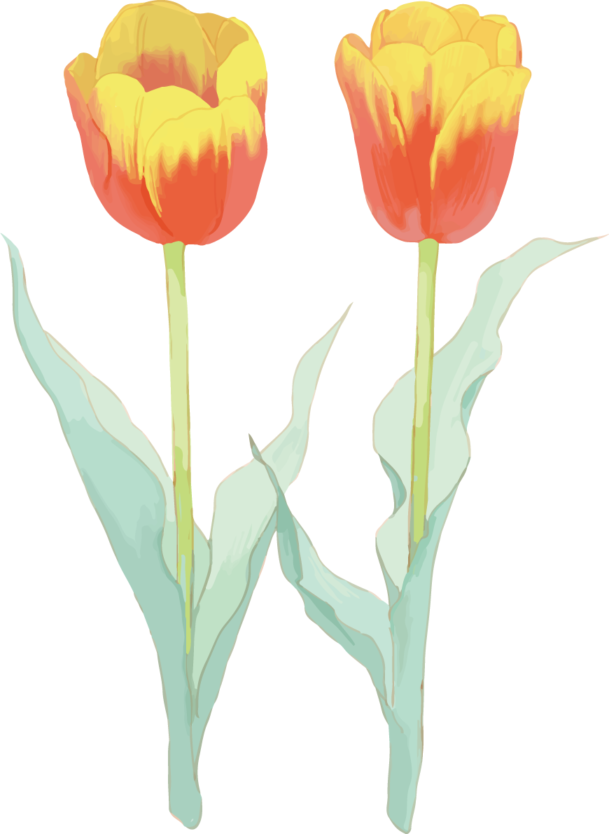 リアル綺麗チューリップイラスト(真っ直ぐ上に咲くオレンジの花)無料フリー83613に写真・文字を入れる
