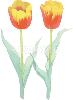 リアル綺麗チューリップイラスト(真っ直ぐ上に咲くオレンジの花)無料フリー83613