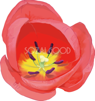 リアル綺麗チューリップイラスト(赤い花の拡大雌しべと雄しべ)無料フリー83614
