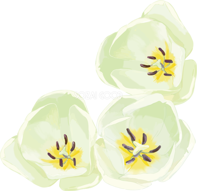 リアル綺麗チューリップイラスト 白花を上から見た様子 無料フリー83616 素材good