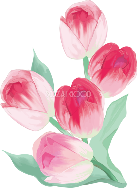 リアル綺麗チューリップイラスト 美しい５輪のピンク花 無料フリー618 素材good
