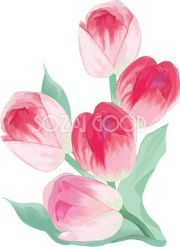 リアル綺麗チューリップイラスト(美しい５輪のピンク花)無料フリー83618