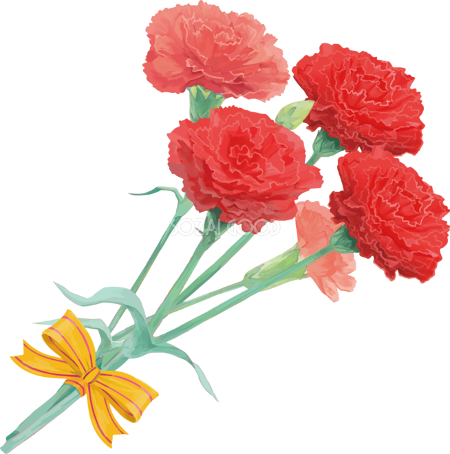 ラブリーカーネーション イラスト フリー 美しい花の画像