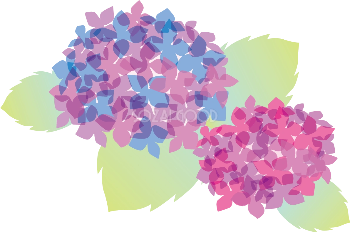 花びらが重なり合う2つのかわいい紫陽花イラスト無料フリー83741