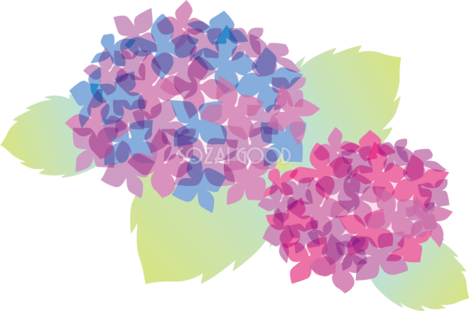 花びらが重なり合う2つのかわいい紫陽花イラスト無料フリー741 素材good