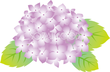 紫色の一輪咲くかわいいアジサイイラスト無料フリー745 素材good