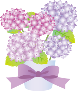 白い鉢に生けたかわいい紫陽花イラスト無料フリー83757
