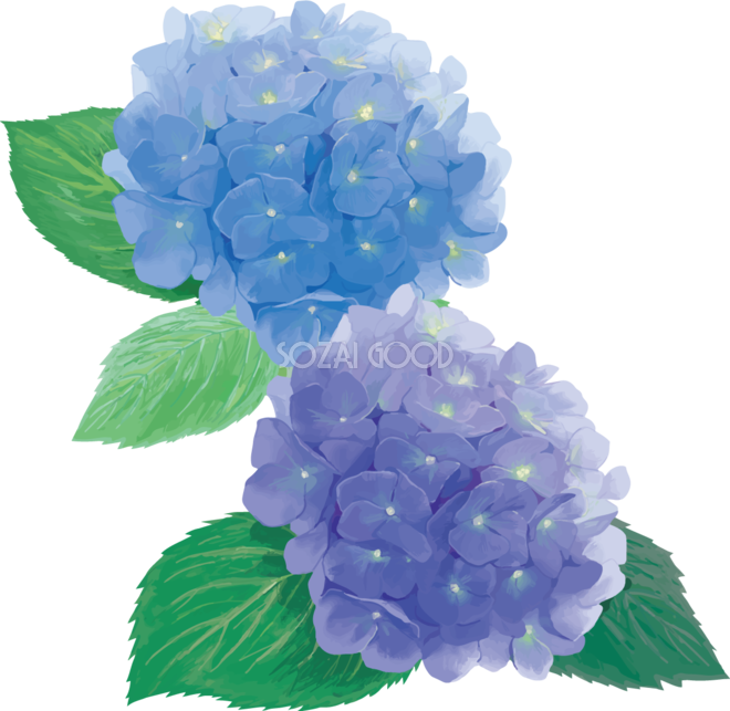 おしゃれ綺麗なパープルとブルーの紫陽花イラスト 梅雨 無料フリー867 素材good