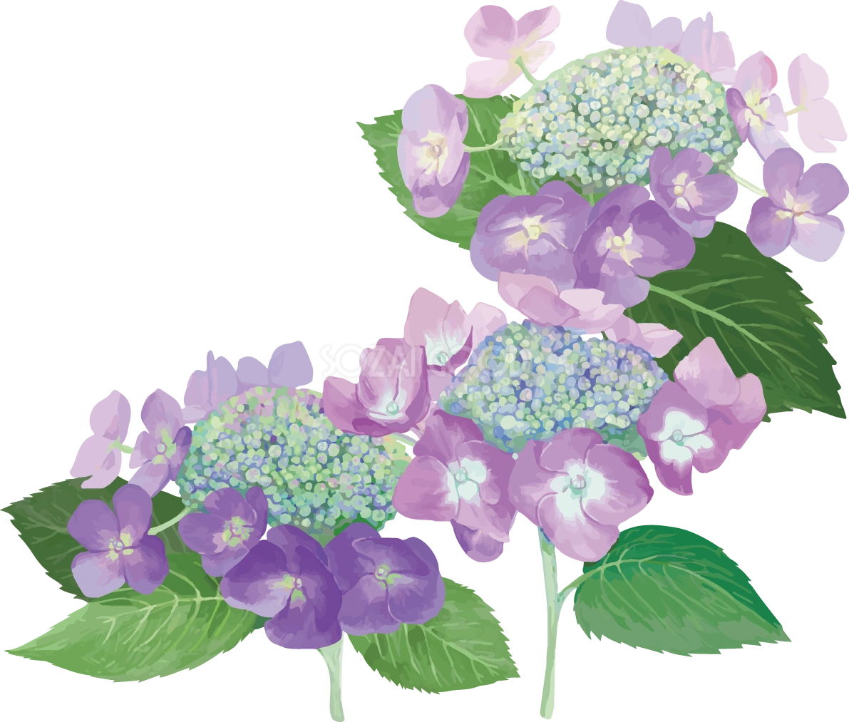 おしゃれ綺麗なパープルの額紫陽花(ガクアジサイ)イラスト(梅雨)無料フリー83868
