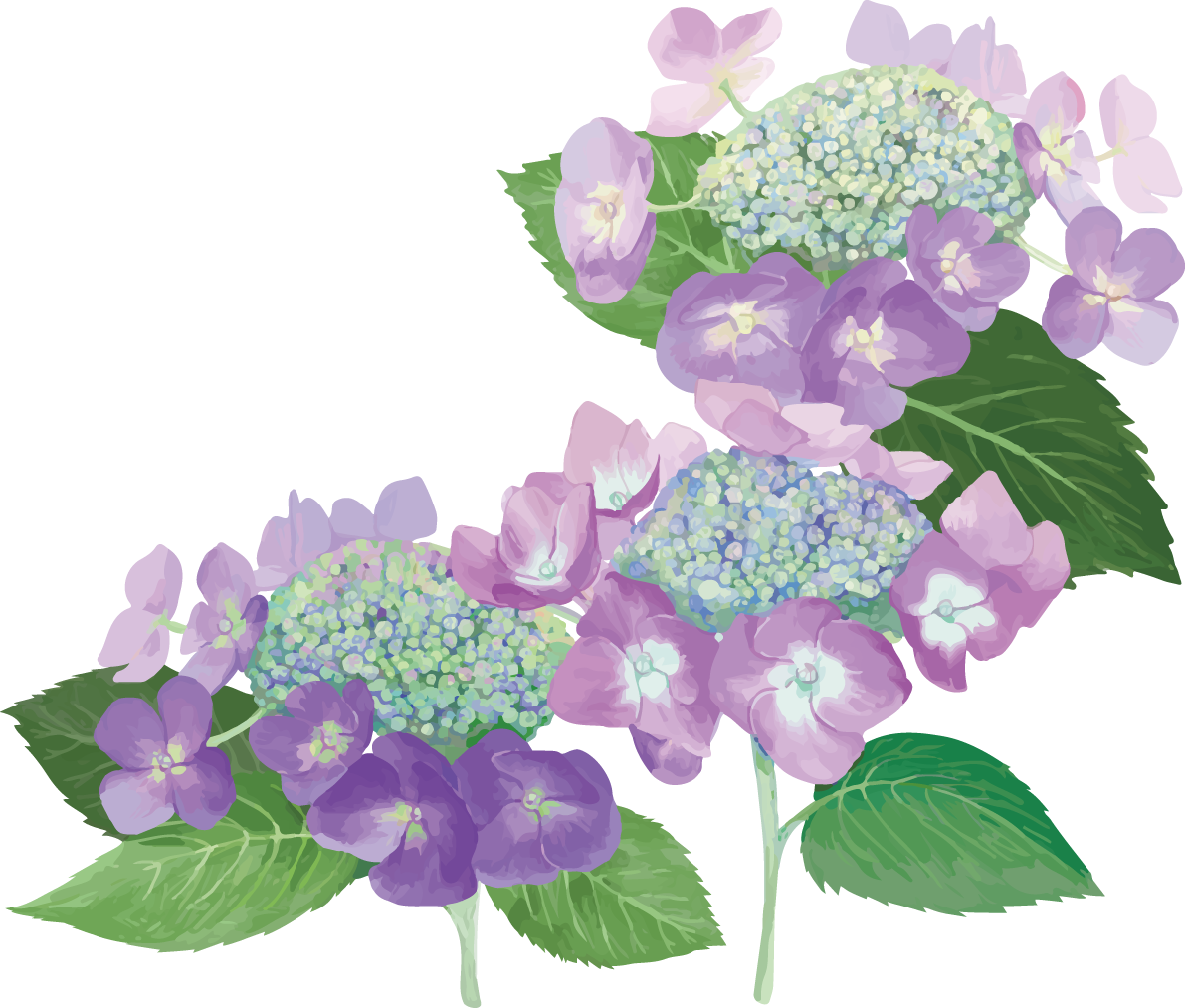 おしゃれ綺麗なパープルの額紫陽花(ガクアジサイ)イラスト(梅雨)無料フリー83868に写真・文字を入れる