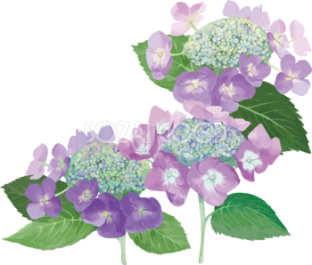 おしゃれ綺麗なパープルの額紫陽花(ガクアジサイ)イラスト(梅雨)無料フリー83868