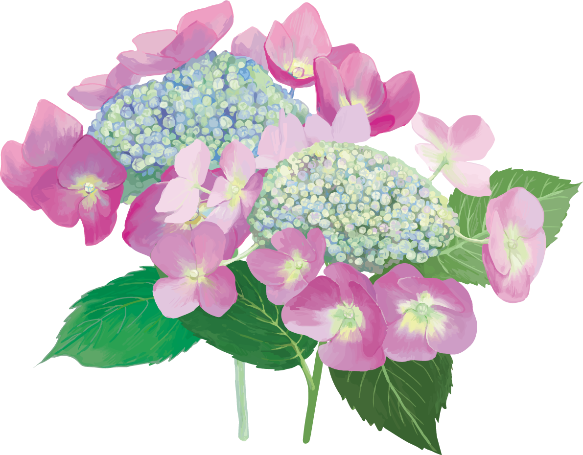 おしゃれ綺麗なピンクの額紫陽花(ガクアジサイ)イラスト(梅雨)無料フリー83869に写真・文字を入れる