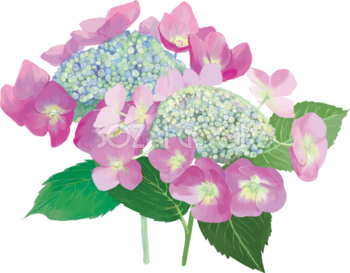 おしゃれ綺麗なピンクの額紫陽花(ガクアジサイ)イラスト(梅雨)無料フリー83869