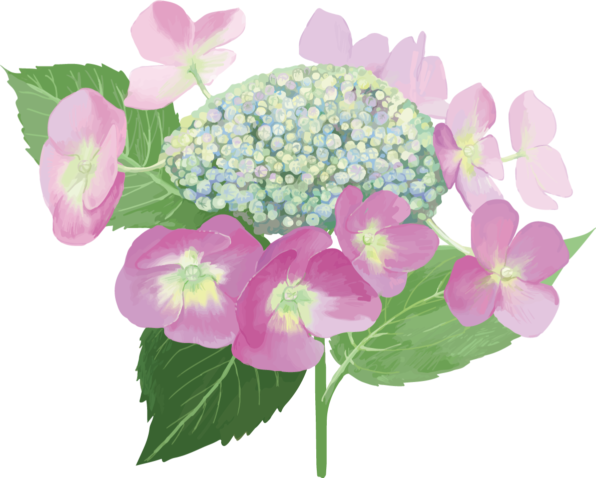おしゃれ綺麗な一輪のピンクの額紫陽花(ガクアジサイ)イラスト(梅雨)無料フリー83870に写真・文字を入れる