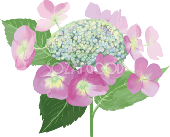 おしゃれ綺麗な一輪のピンクの額紫陽花(ガクアジサイ)イラスト(梅雨)無料フリー83870