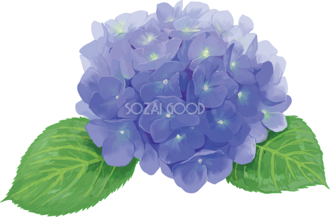 おしゃれ綺麗な一輪のブルー系アップの紫陽花イラスト 梅雨 無料フリー871 素材good