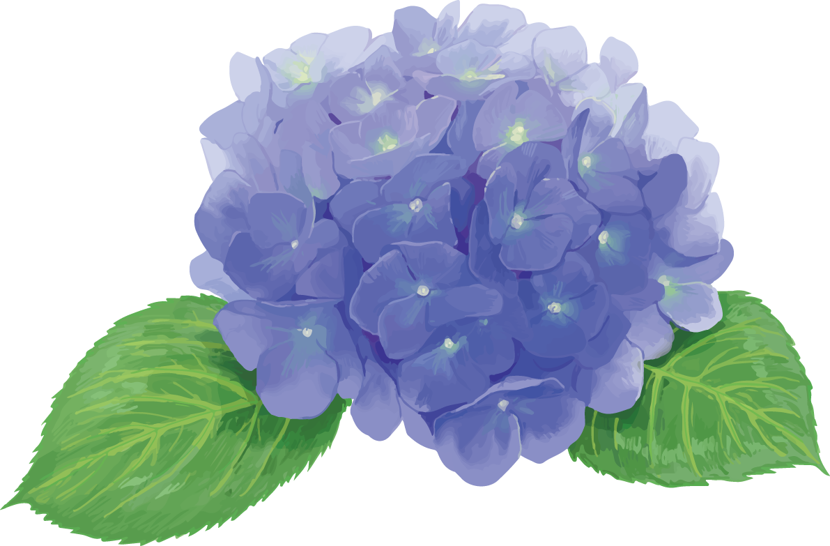 おしゃれ綺麗な一輪のブルー系アップの紫陽花イラスト(梅雨)無料フリー83871に写真・文字を入れる
