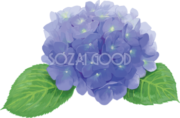 おしゃれ綺麗な一輪のブルー系アップの紫陽花イラスト(梅雨)無料フリー83871