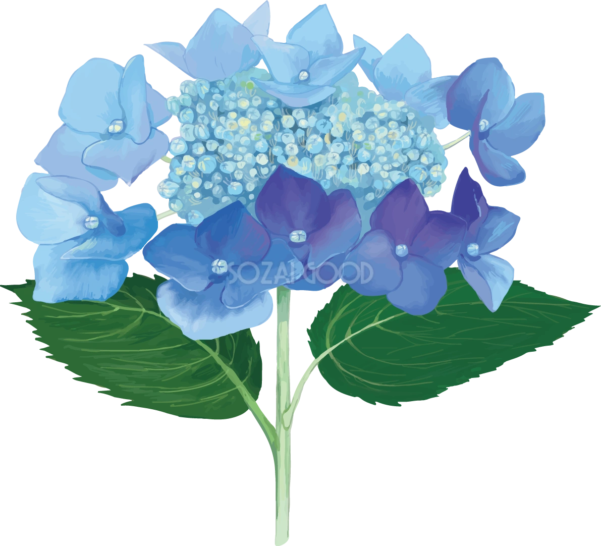 おしゃれ綺麗な一輪の青（濃いめ）の額紫陽花(ガクアジサイ)イラスト(梅雨)無料フリー83872