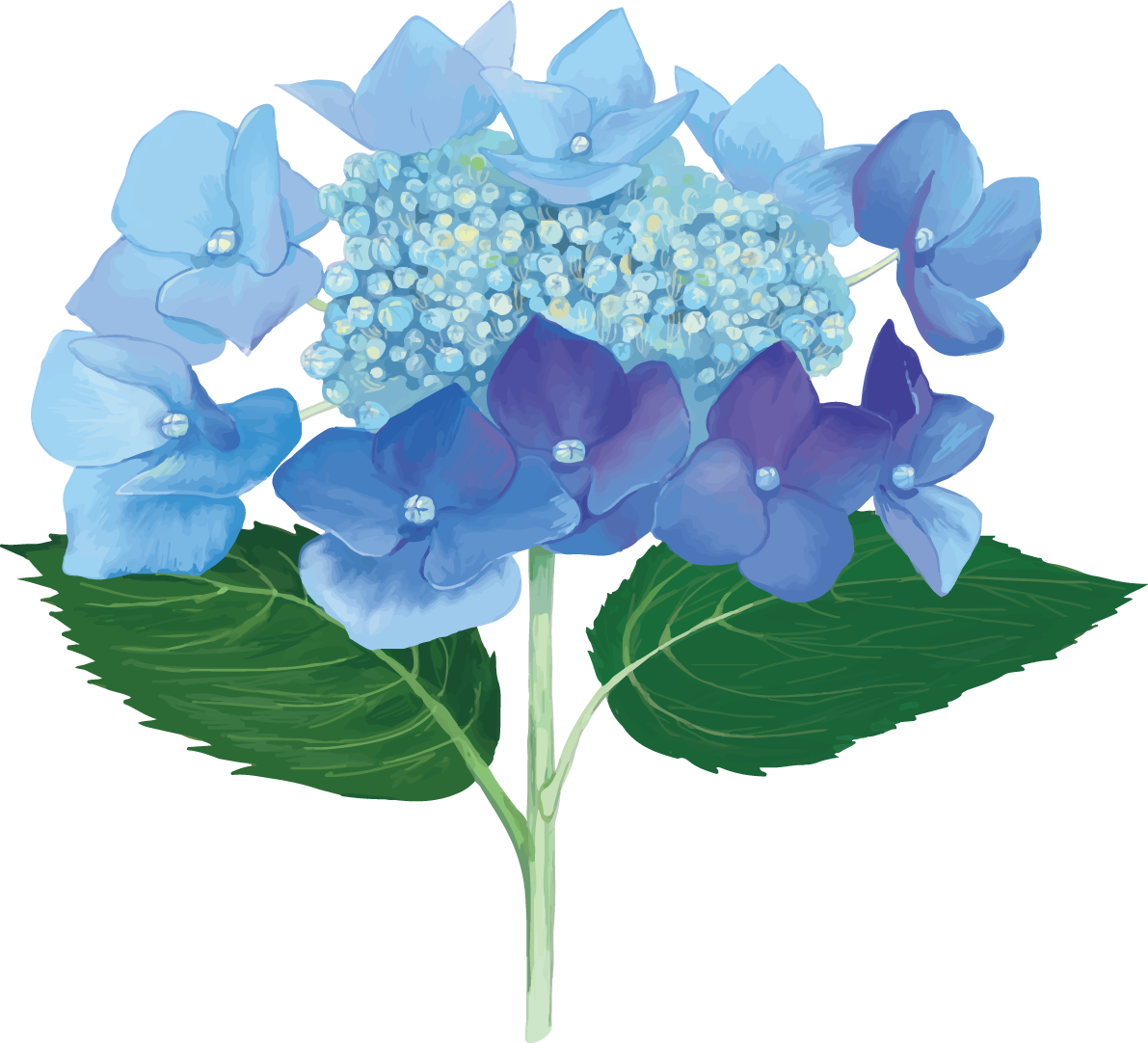 おしゃれ綺麗な一輪の青（濃いめ）の額紫陽花(ガクアジサイ)イラスト(梅雨)無料フリー83872に写真・文字を入れる