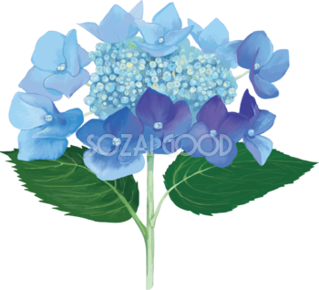 おしゃれ綺麗な一輪の青（濃いめ）の額紫陽花(ガクアジサイ)イラスト(梅雨)無料フリー83872