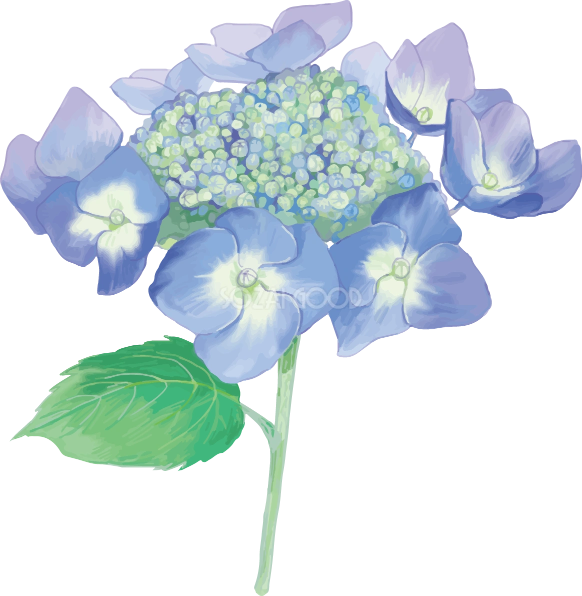 おしゃれ綺麗な一輪の青(薄め)の額紫陽花(ガクアジサイ)イラスト(梅雨)無料フリー83873