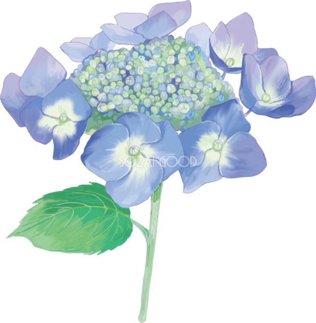 おしゃれ綺麗な一輪の青 薄め の額紫陽花 ガクアジサイ イラスト 梅雨 無料フリー873 素材good
