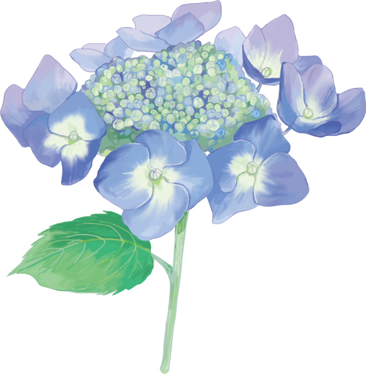 おしゃれ綺麗な一輪の青（薄め）の額紫陽花(ガクアジサイ)イラスト(梅雨)無料フリー83873に写真・文字を入れる