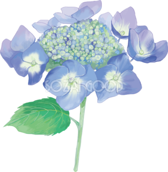 おしゃれ綺麗な一輪の青（薄め）の額紫陽花(ガクアジサイ)イラスト(梅雨)無料フリー83873