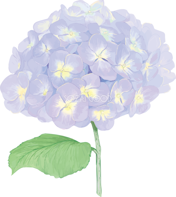 おしゃれ綺麗な一輪の薄い紫の紫陽花イラスト 梅雨 無料フリー874 素材good