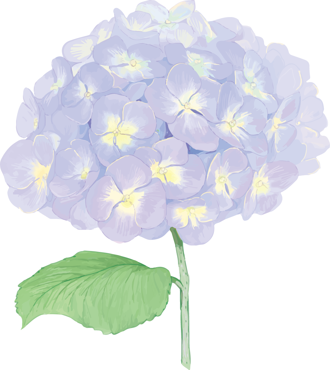 おしゃれ綺麗な一輪の薄い紫の紫陽花イラスト(梅雨)無料フリー83874に写真・文字を入れる