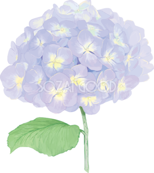 おしゃれ綺麗な一輪の薄い紫の紫陽花イラスト(梅雨)無料フリー83874