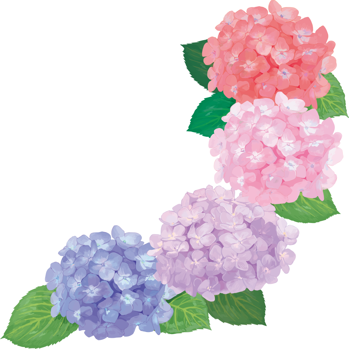 おしゃれ綺麗な角飾りグレデーションの紫陽花イラスト(梅雨)無料フリー83875に写真・文字を入れる