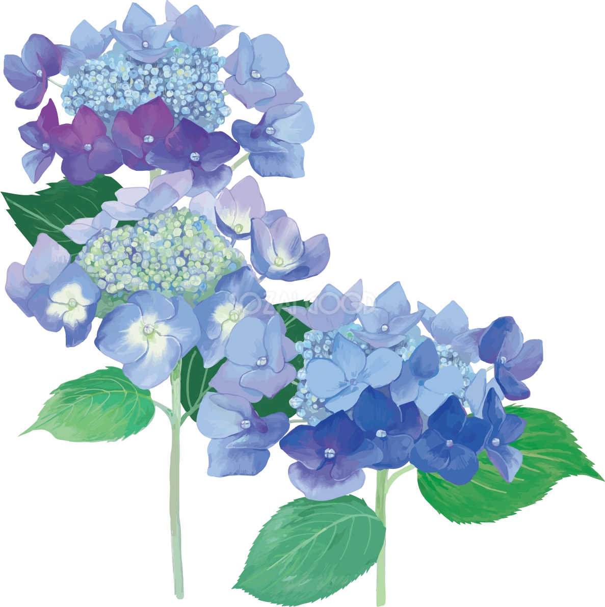 おしゃれ綺麗な角飾りブルー系の額紫陽花(ガクアジサイ)イラスト(梅雨)無料フリー83876