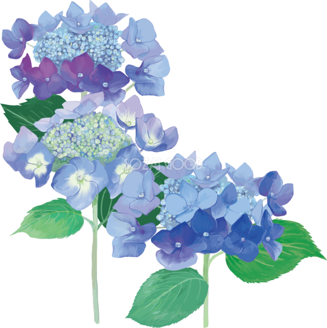 おしゃれ綺麗な角飾りブルー系の額紫陽花 ガクアジサイ イラスト 梅雨 無料フリー876 素材good