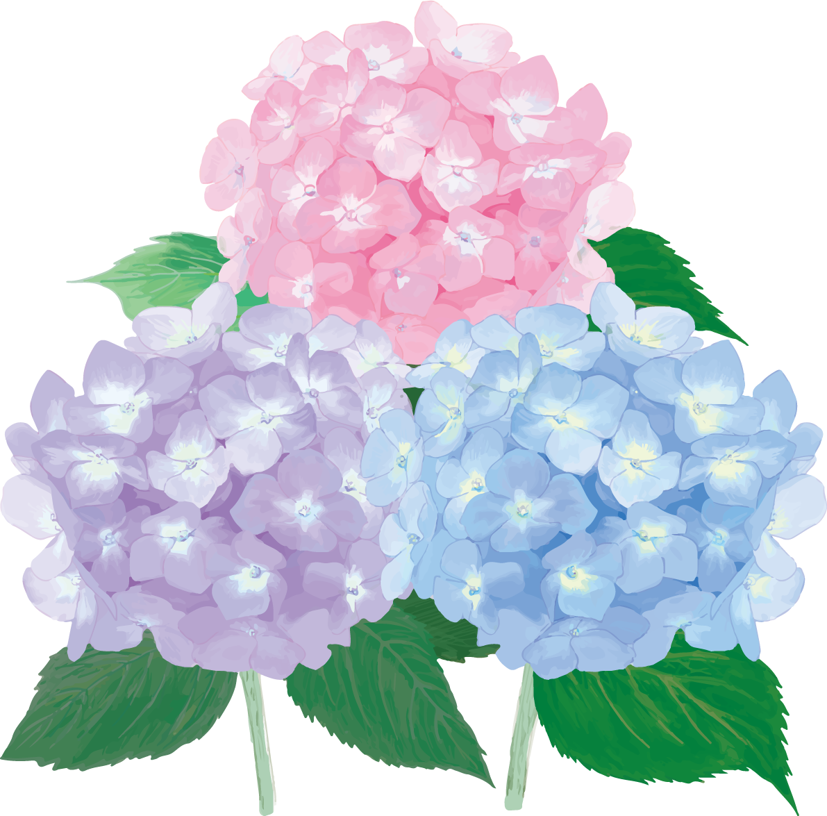 おしゃれ綺麗な三角形に並ぶ薄い紫と後とピンクの紫陽花イラスト(梅雨)無料フリー83877に写真・文字を入れる