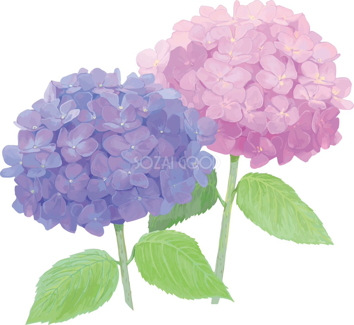 おしゃれ綺麗な紫とピンクの紫陽花イラスト(梅雨)無料フリー83878